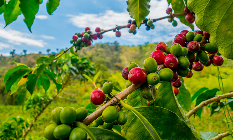 sitios turísticos de Colombia eje cafetero