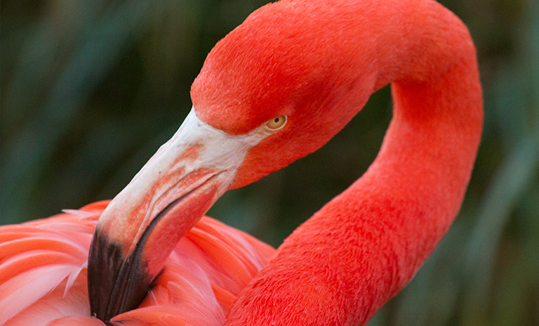 Flamingo del santuario en La Guajira