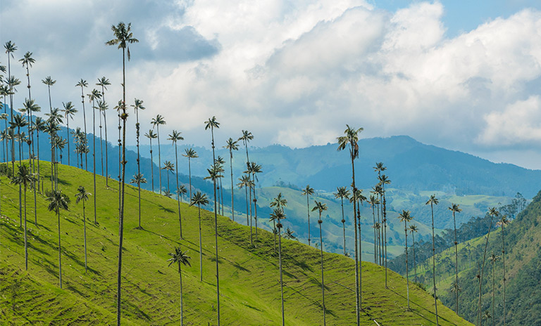 valle de cocora uno de los lugares mágicos de Colombia