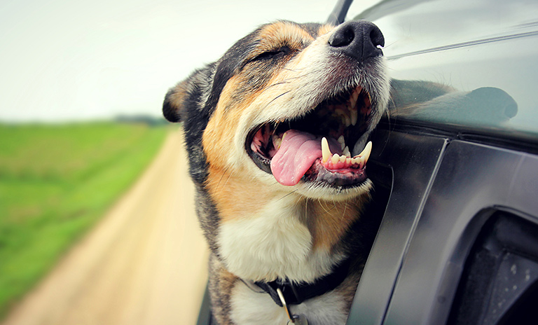 Perro disfrutando el momento de ir de viaje