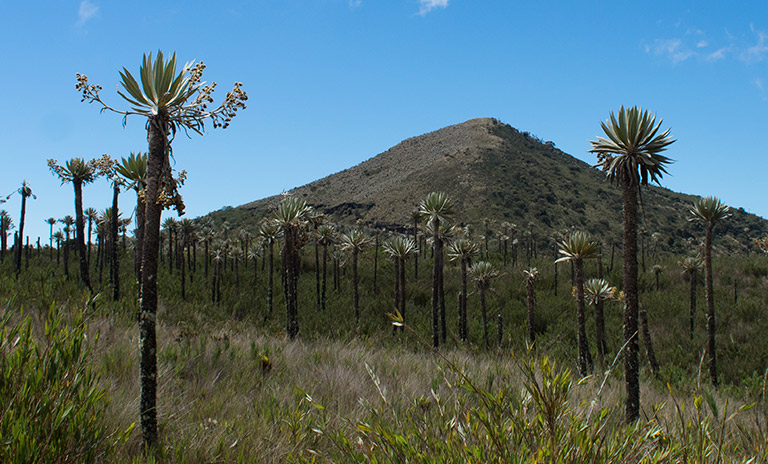 Parque Natural Chingaza, un paraíso natural cerca de Bogotá